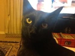 Lost Male Cat last seen Solta @ Bondstone, Dallas, TX 75218