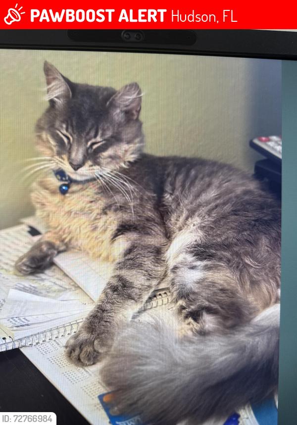 Lost Male Cat last seen Hudson Avenue , Hudson, FL 34669