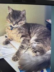 Lost Male Cat last seen Hudson Avenue , Hudson, FL 34669
