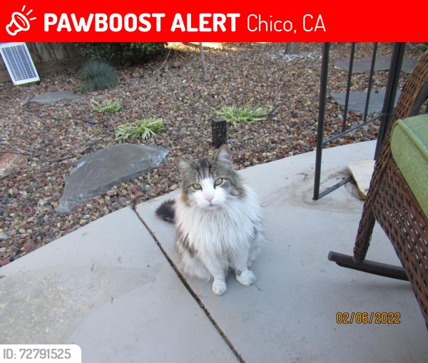 Lost Male Cat last seen Keefer Rd x Hagenridge Road, Chico, CA 95973