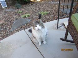 Lost Male Cat last seen Keefer Rd x Hagenridge Road, Chico, CA 95973