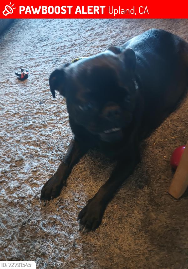 Lost Female Dog last seen Ninth and grove , Upland, CA 91785