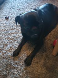 Lost Female Dog last seen Ninth and grove , Upland, CA 91785