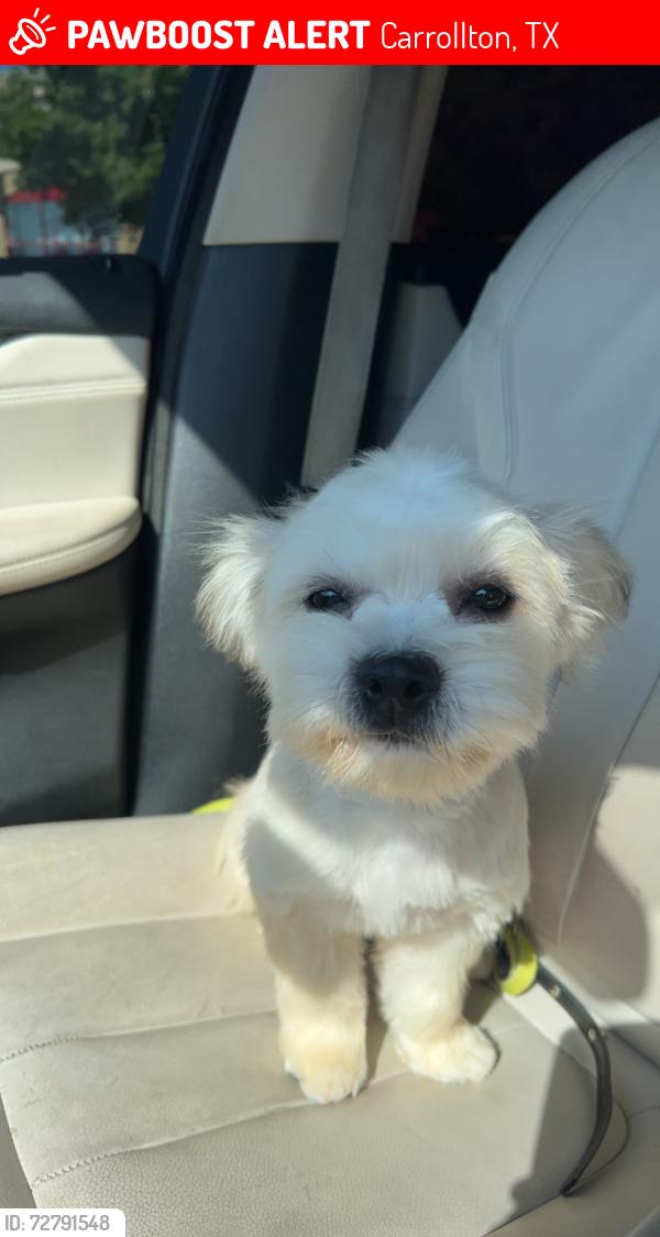 Lost Female Dog last seen Near Crockett dr Carrollton tx , Carrollton, TX 75006