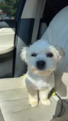 Lost Female Dog last seen Near Crockett dr Carrollton tx , Carrollton, TX 75006