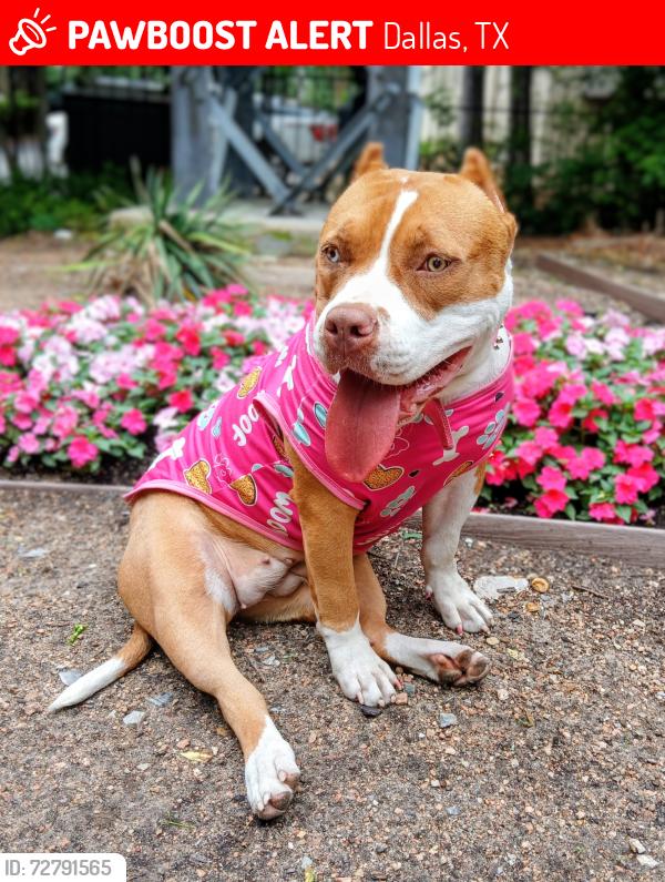 Lost Female Dog last seen Swiss and Bryan in dallas, Dallas, TX 75243