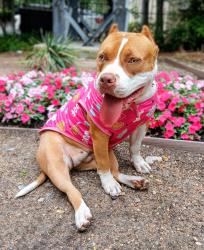Lost Female Dog last seen Swiss and Bryan in dallas, Dallas, TX 75243