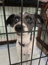 Found/Stray Male Dog last seen Highland Dr and Justice Dr, Cedar Hill, TX 75104
