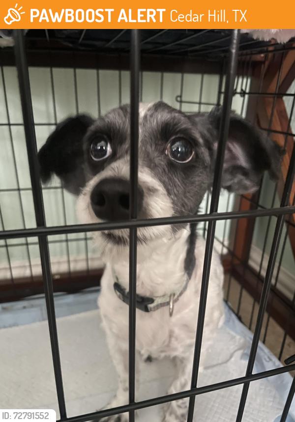 Found/Stray Male Dog last seen Highland Dr and Justice Dr, Cedar Hill, TX 75104