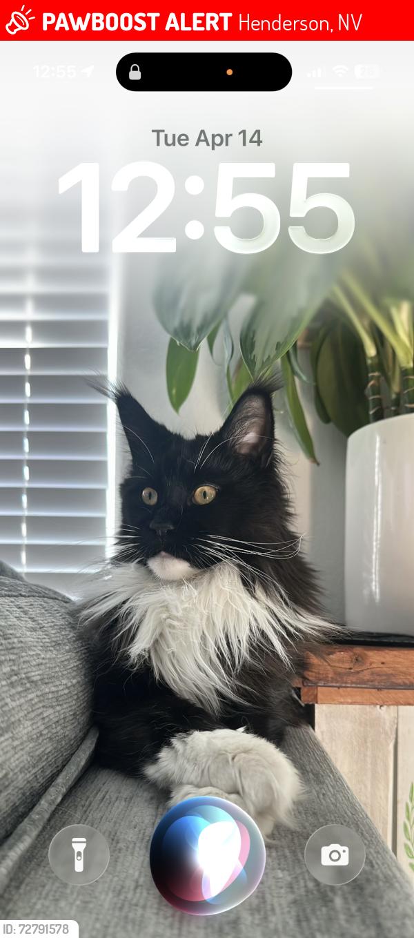 Lost Male Cat last seen Galleria and cadence crest dr, Henderson, NV 89015