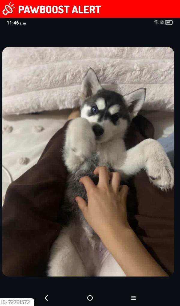 Lost Male Dog last seen Monterrey , Ciudad Benito Juárez, N.L. 