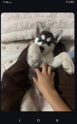 Lost Male Dog last seen Monterrey , Ciudad Benito Juárez, N.L. 