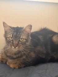 Reunited Female Cat last seen Near Twig Lane - Yardley, hse backs up to Oxford Valley, Morrisville, PA 19067