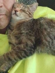 Lost Female Cat last seen Near navarre st gulf breeze fl , Gulf Breeze, FL 32561