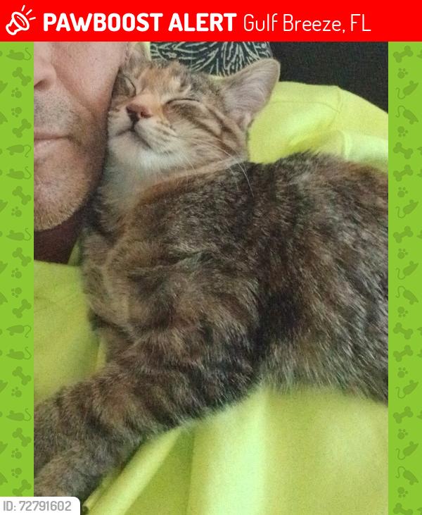 Lost Female Cat last seen Near navarre st gulf breeze fl , Gulf Breeze, FL 32561