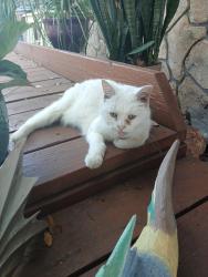Found/Stray Female Cat last seen Se Hawthorne rd, Gainesville, FL 32641