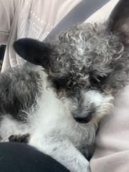 Found/Stray Male Dog last seen Colquitt and Collins, Terrell, TX 75160