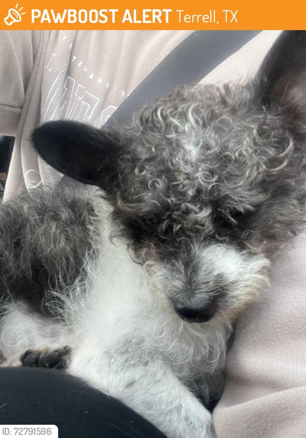 Found/Stray Male Dog last seen Colquitt and Collins, Terrell, TX 75160