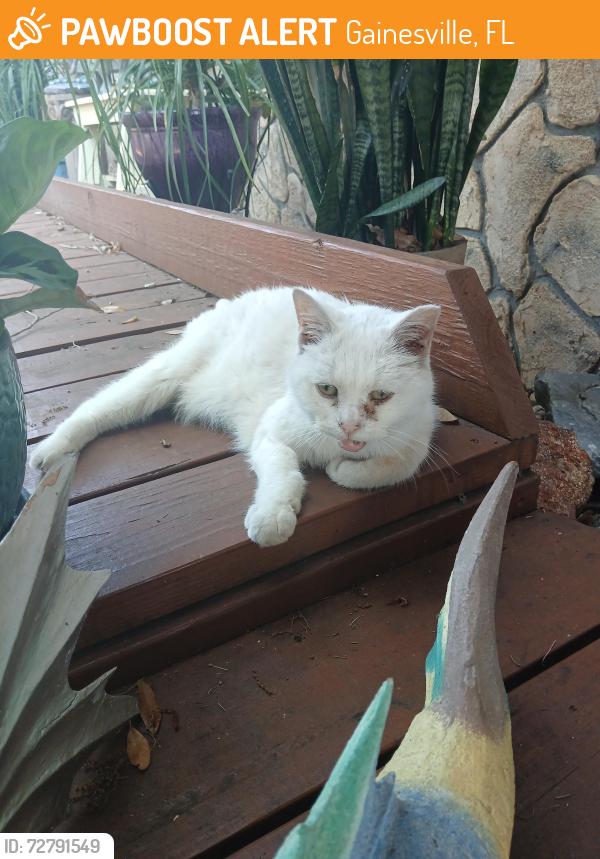 Found/Stray Female Cat last seen Se Hawthorne rd, Gainesville, FL 32641
