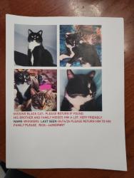 Lost Male Cat last seen The Regent Apt., Palm Desert, CA 92260