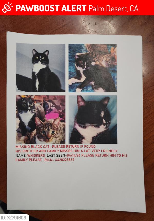 Lost Male Cat last seen The Regent Apt., Palm Desert, CA 92260