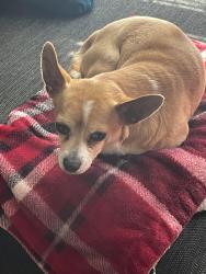 Found/Stray Male Dog last seen Near olde English court Louisville Kentucky 40272, Louisville, KY 40272