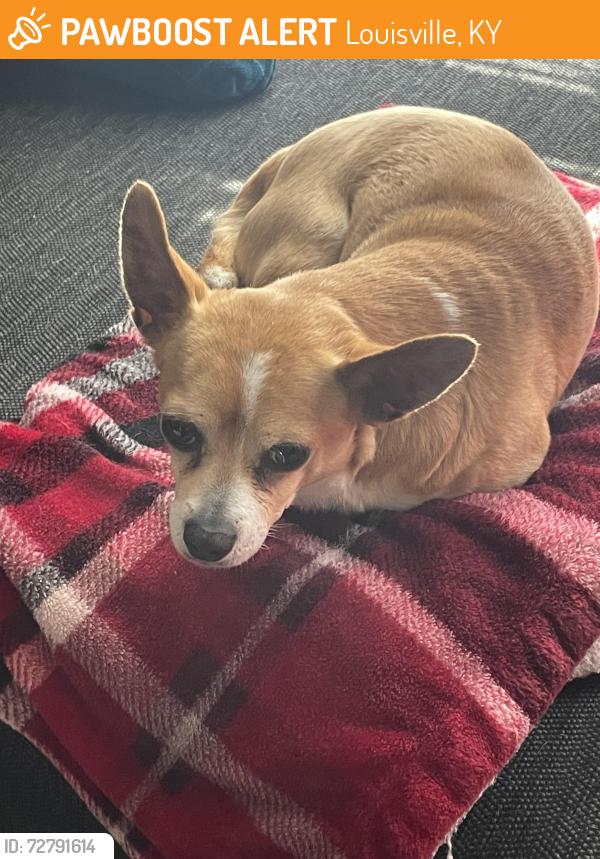 Found/Stray Male Dog last seen Near olde English court Louisville Kentucky 40272, Louisville, KY 40272