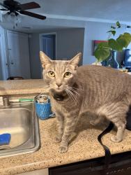 Lost Male Cat last seen Avenida De Anita and Marron Rd, Carlsbad, CA 92010