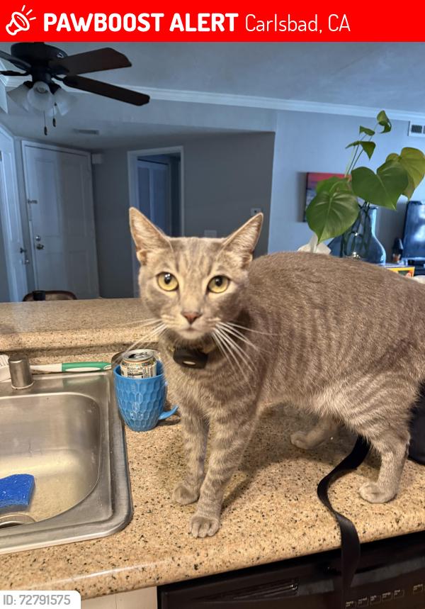 Lost Male Cat last seen Avenida De Anita and Marron Rd, Carlsbad, CA 92010