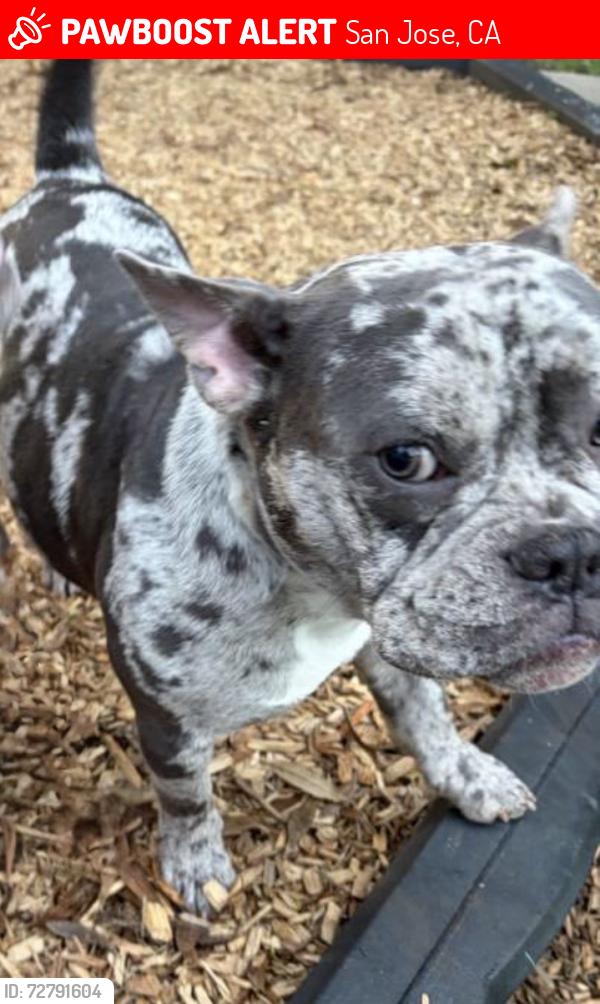 Lost Male Dog last seen Near Almaden rd, San Jose, CA 95125