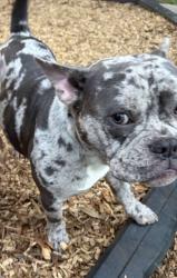 Lost Male Dog last seen Near Almaden rd, San Jose, CA 95125