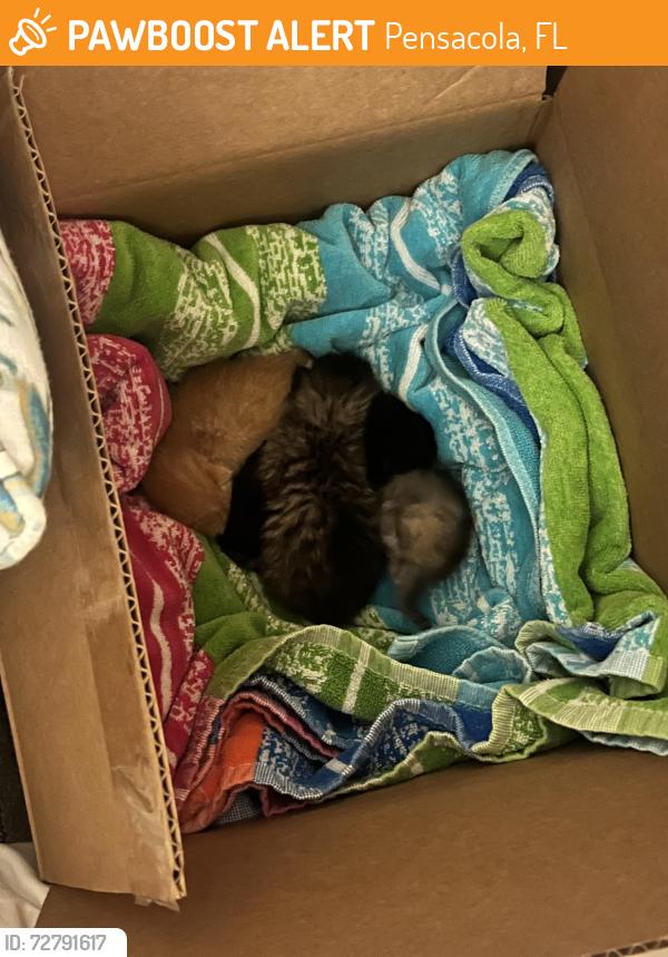 Found/Stray Unknown Cat last seen Cordova Mall, Pensacola, FL 32504