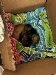 Found/Stray Unknown Cat last seen Cordova Mall, Pensacola, FL 32504