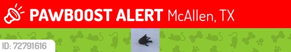 Lost Female Cat last seen 29th &  Gumwood West Avenue, McAllen, TX 78501