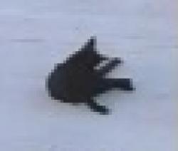 Lost Female Cat last seen 29th &  Gumwood West Avenue, McAllen, TX 78501