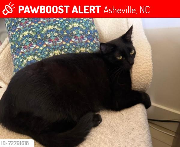 Lost Male Cat last seen Charland Forest off Charlotte Highway, Asheville, NC 28803