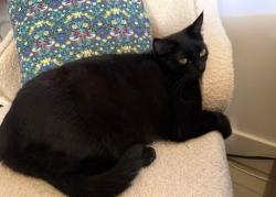Lost Male Cat last seen Charland Forest off Charlotte Highway, Asheville, NC 28803