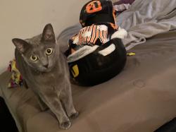 Lost Female Cat last seen Coffelt drive, Middle Valley, TN 37343