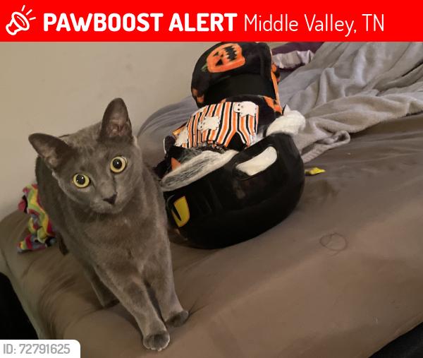Lost Female Cat last seen Coffelt drive, Middle Valley, TN 37343
