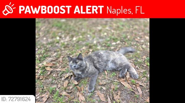 Lost Female Cat last seen 12th ave se, Naples, FL 34117