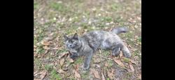 Lost Female Cat last seen 12th ave se, Naples, FL 34117
