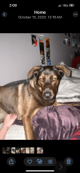 Lost Male Dog last seen n hariston rd, DeKalb County, GA 30083