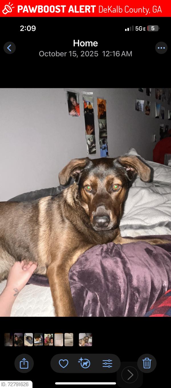 Lost Male Dog last seen n hariston rd, DeKalb County, GA 30083