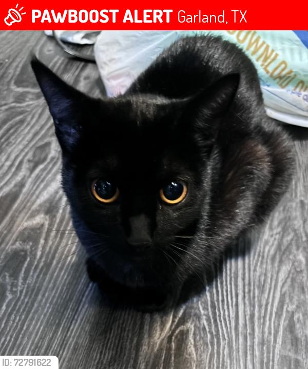 Lost Female Cat last seen Near Travis St, Garland, TX 75042