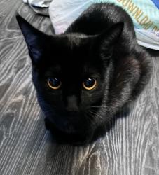 Lost Female Cat last seen Near Travis St, Garland, TX 75042