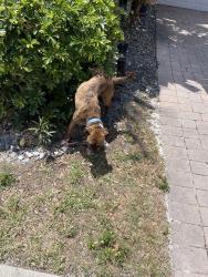 Found/Stray Male Dog last seen North silver palm drive Estero , Estero, FL 33928