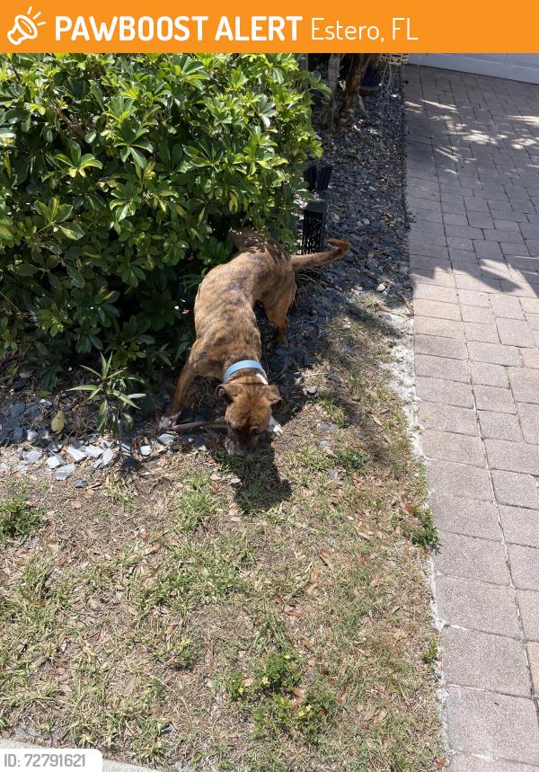 Found/Stray Male Dog last seen North silver palm drive Estero , Estero, FL 33928