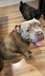 Lost Male Dog last seen York rd, Gastonia, NC 28056