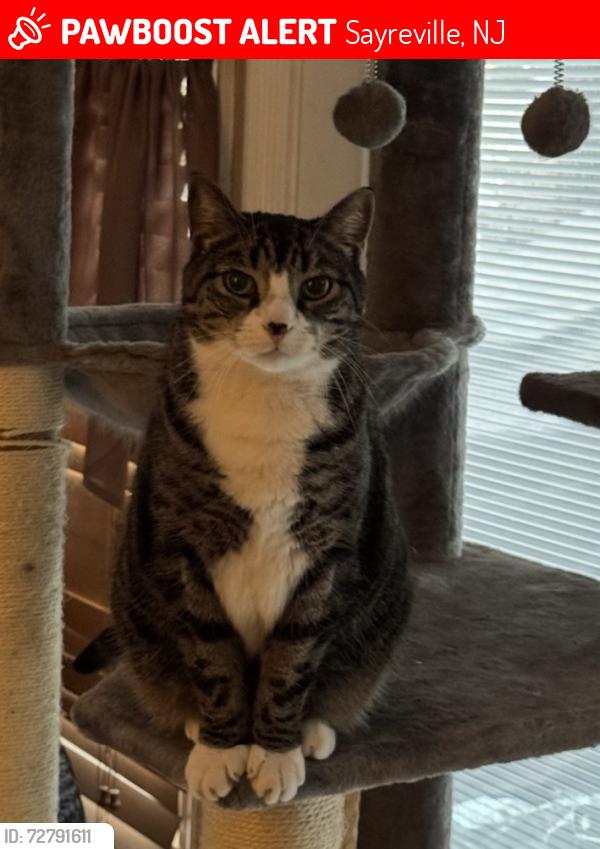 Lost Female Cat last seen Jackson Avenue & Washington Road, Sayreville, NJ 08859