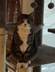 Lost Female Cat last seen Jackson Avenue & Washington Road, Sayreville, NJ 08859